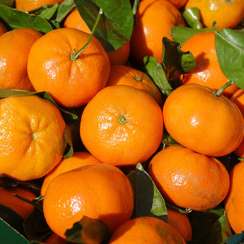 Mandarina Orri Calidad Premium